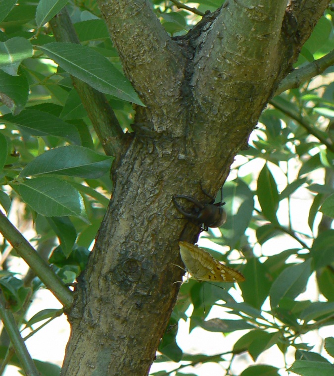 川縁のヤナギ(左)_昼間のノコギリクワガタとコムラサキのコラボ_2021年6月9日11時頃 気温30度